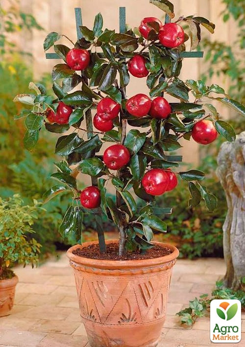 Яблоня колоновидная "Анда"