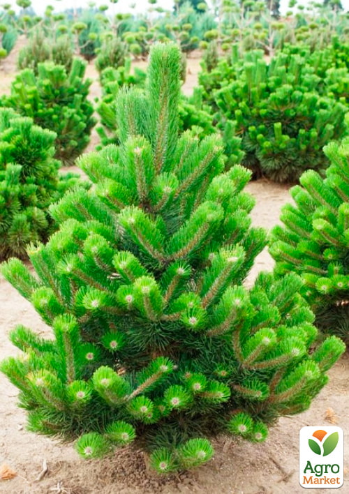 Сосна чорна "Орегон Грін" (Pinus nigra "Oregon Green") C2, висота 30-40см