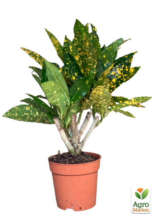 Кодиеум "Sunny Star" - фото 5