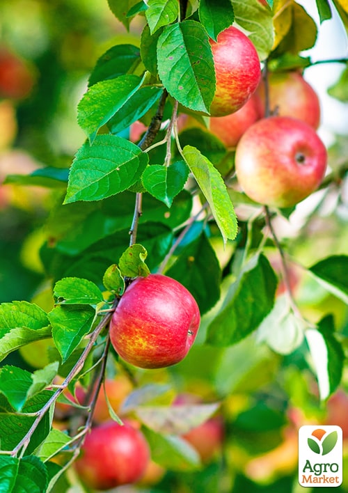 Яблоня "Гарант" (зимний сорт, поздний срок созревания) - фото 4