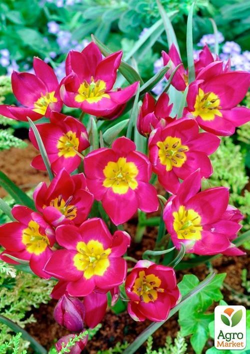 Тюльпан "Odalisque" (размер 6/+) 3шт в упаковке