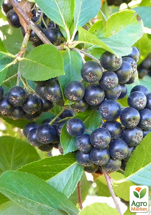 Аронія "Вікінг" (горобина чорноплідна)