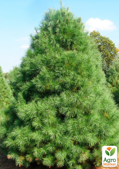 LMTD Сосна Веймутова "Strobus" (висота 30-50см) - фото 5