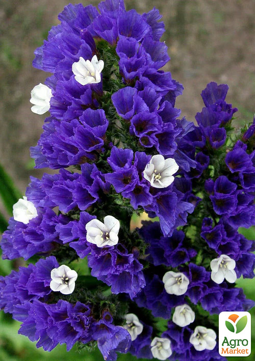 Статиця "Blue River" (кермек, лимоніум, сухоцвіт)