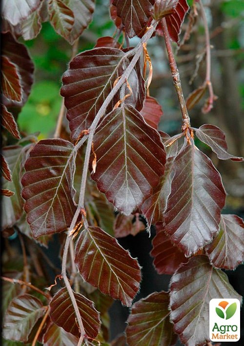 Бук лісовий червонолистий "Rohan Obelisk" С10 - фото 3