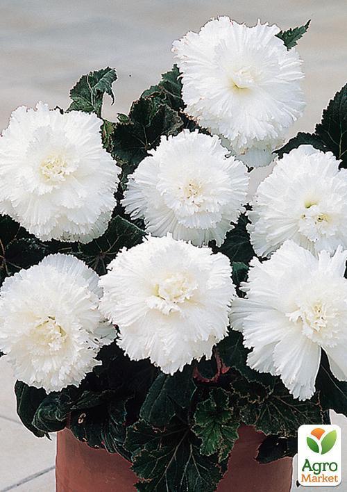 Бегония "Фимбриата белая" 1шт - фото 4