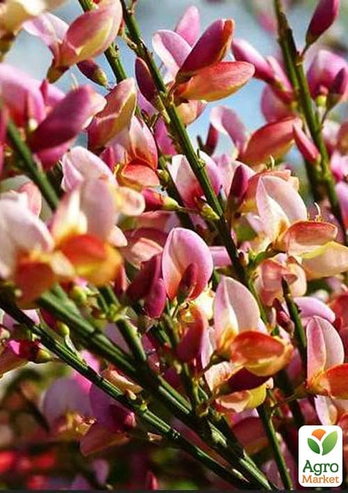 Ракитник Cytisus "Микс сортов"