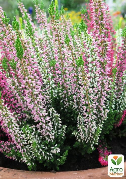 Еріка трав'яниста "Rose and White" (два кольори) контейнер P12