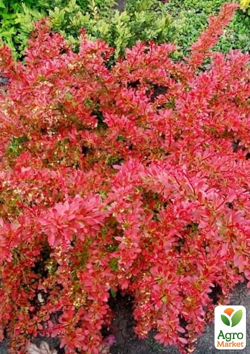 Барбарис Тунберга 2-х летний "Orange Dream" С2 - фото 2