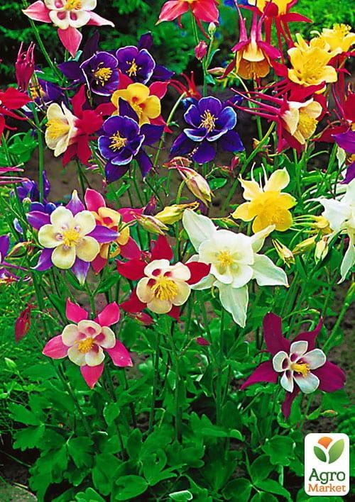 Аквілегія мікс "Hybrids Mix" 5шт NEW