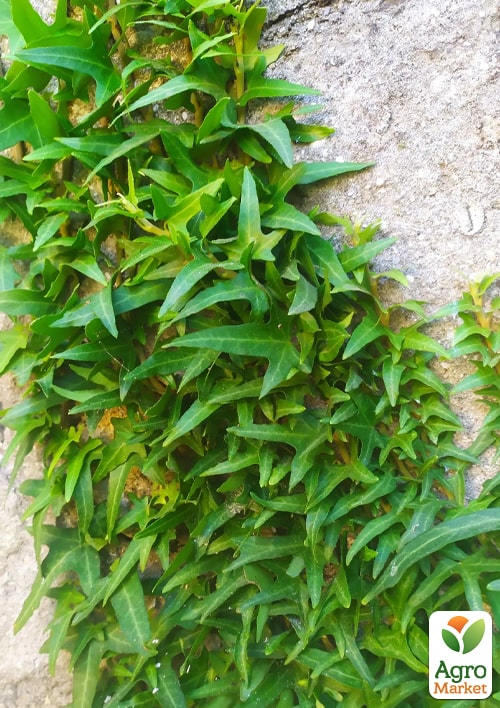 Плющ узколистный "Sagittaefolia" контейнер Р9 - фото 5