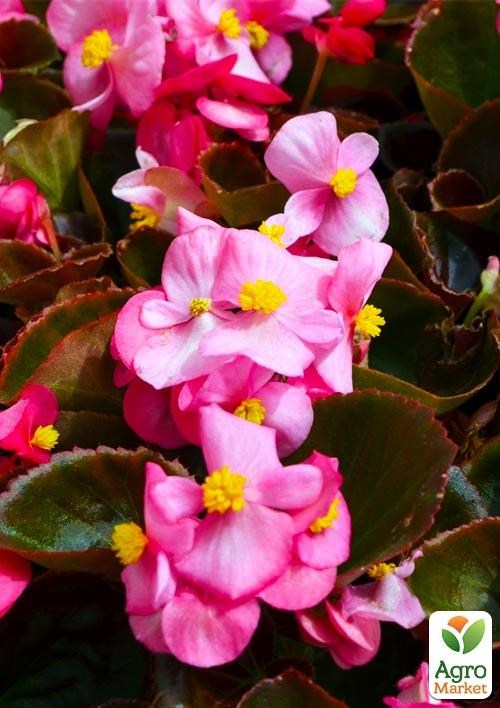 Бегонія вічноквітуча "Cocktail Vodka" 1 шт. - фото 4