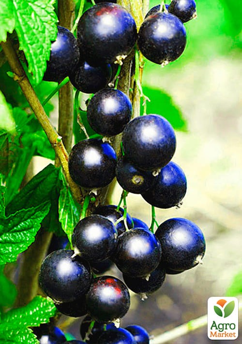 Смородина чорна "Краса Львова" (середньо-пізній термін дозрівання, великоплідний сорт) - фото 2