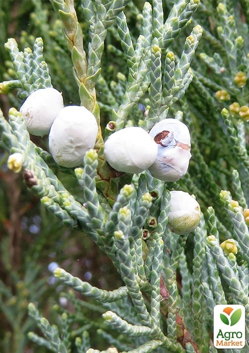 Можжевельник скальный  "Blue Arrow" С10 высота 100-120см - фото 5