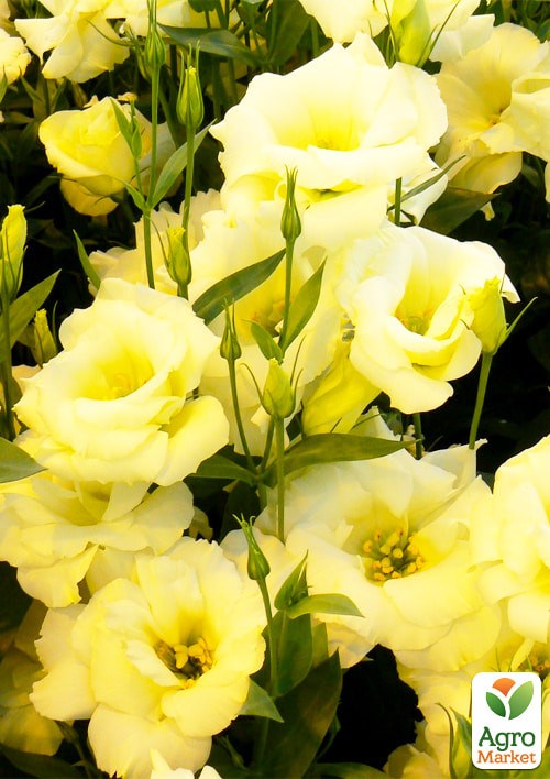 Эустома "Эхо желтая F1" ТМ "Vesna Exclusive" 5шт