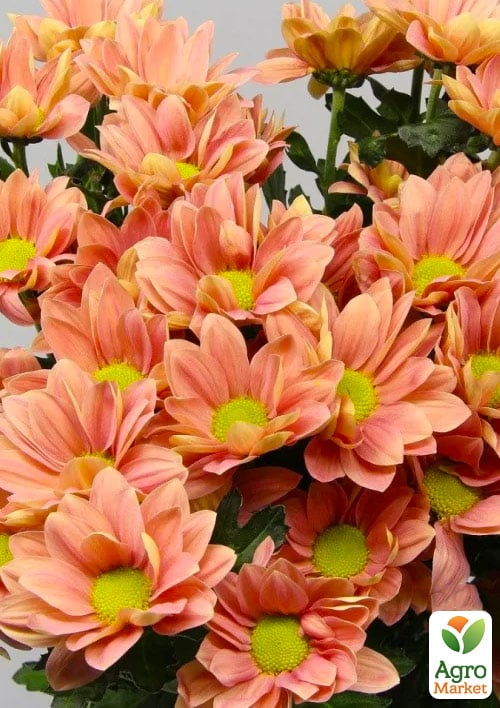 Хризантема мультифлора шарообразная "Frejus Orange" 