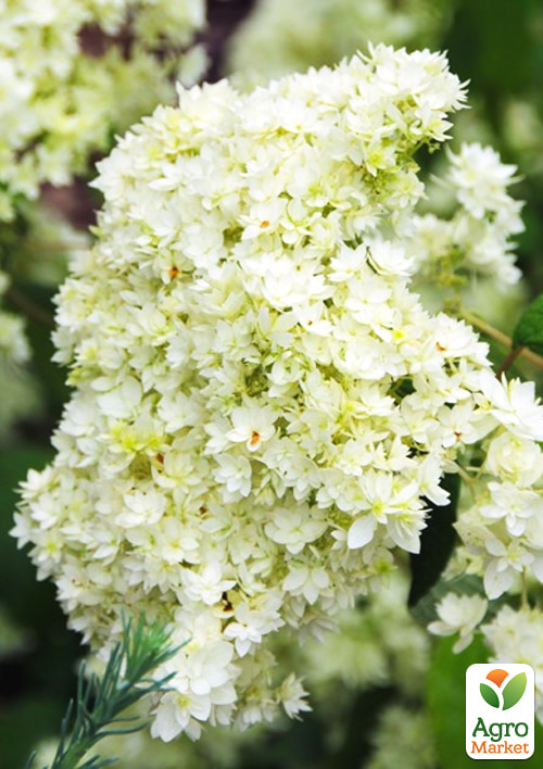 Гортензія деревоподібна "Hayes Starburst" - фото 6