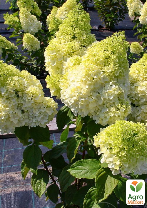 Гортензія волотиста "Magical Moonlight"