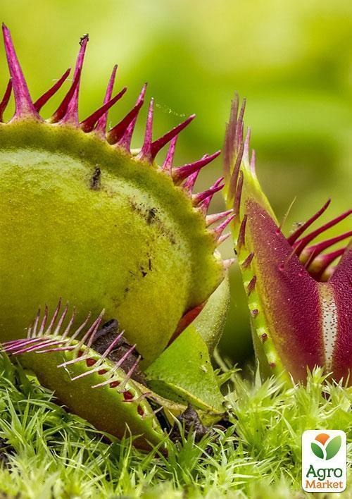 Мухоловка "Хантер" ТМ "Vesna Exclusive" 5шт - фото 4