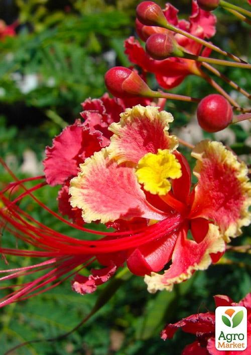 Цезальпінія Чудова «Caesalpinia Pulcherrima»