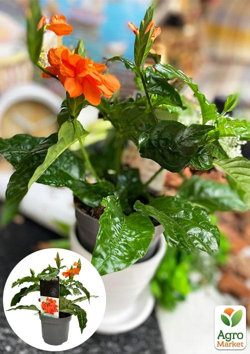 Кроссандра (Crossandra) "Fortuna"