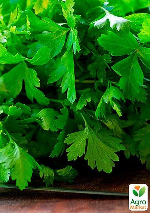 Коріандр "Кінза" (Зипер) ТМ "Весна" 7г - фото 3