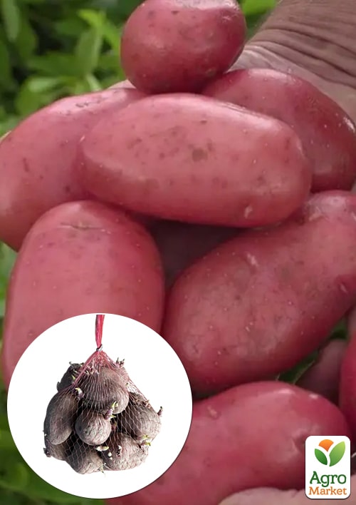 Уценка! Картофель "Каразон" семенной ранний (нетоварный вид) 900г