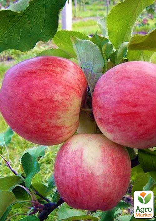 Яблоня "Цвет Каролины" (зимний сорт, поздний срок созревания)