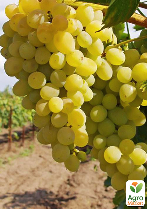 Виноград "Мускат Одеський" (винний, ранньо-середній термін дозрівання, має мускатний аромат і десертну солодкість)
