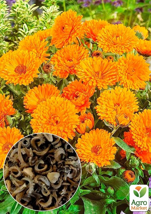 Календула махровая (Зипер) ТМ "Весна" 2г