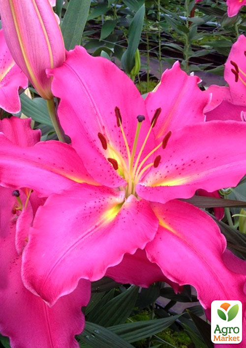 Лілія "Giordana" (Гігантська квітка)