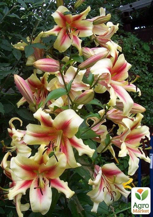 Лілія Гігант "Lavon"