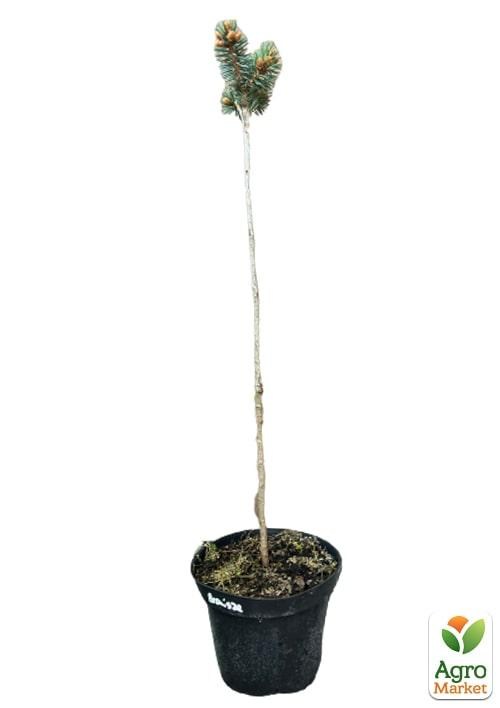 Ель колючая на штамбе "Bronisze" С3, высота 30-40см - фото 2