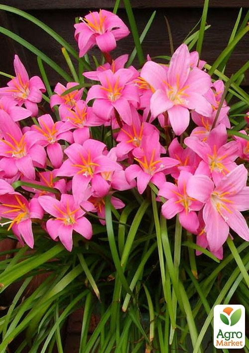 Зефирантес "Rosea"