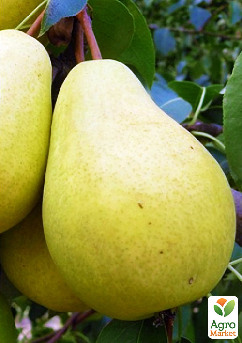 Груша "Великоплідна" (осінній сорт, середній термін дозрівання)