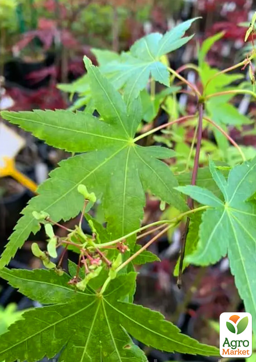 Клен японский "Ryusen" высота 35-55см - фото 2