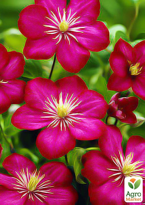 Клематис "Ville de Lyon"