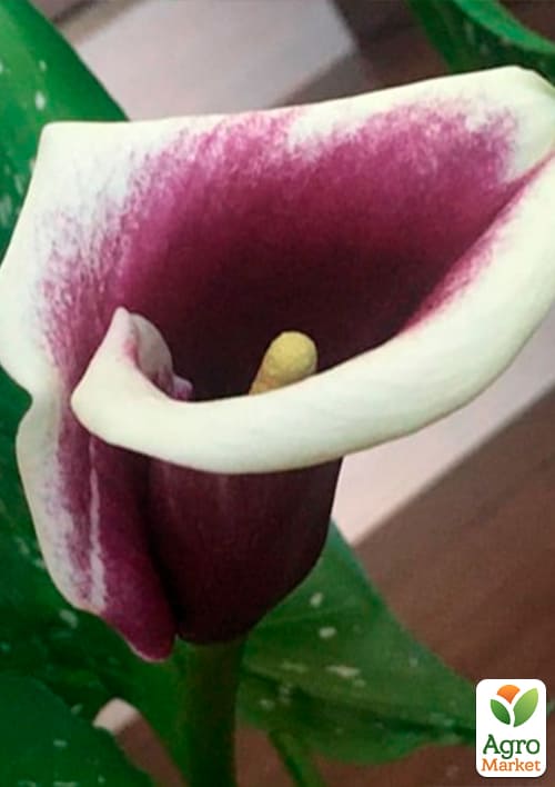 Калла "Picasso" 1шт в упаковке - фото 2