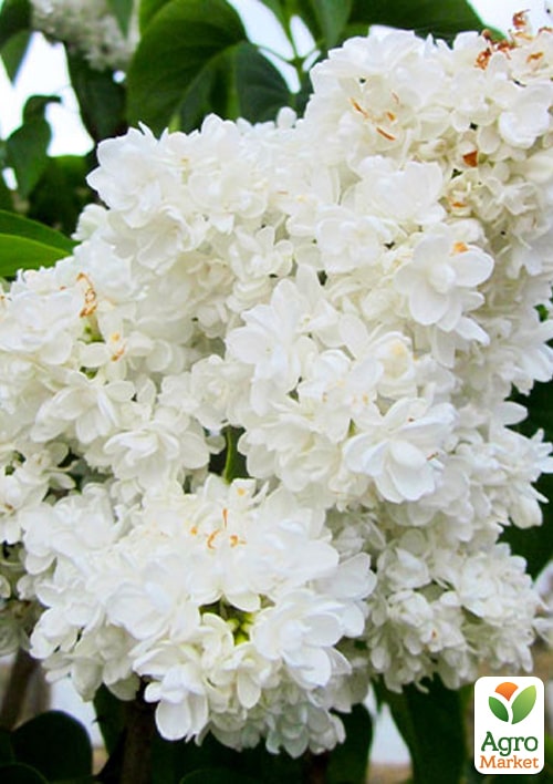 Сирень инвитро "Леся Украинка"  вазон С1,5 - фото 2