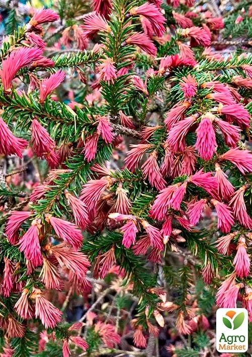 Ель 3-х летняя карликовая "Rydal"  высота 15-20см - фото 3