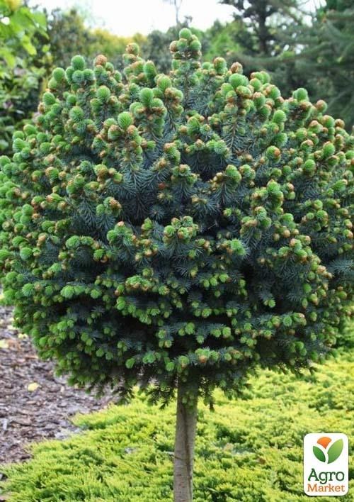 Ялина сітхінська на штамбі "Tenas" С3, висота 30-35см - фото 2