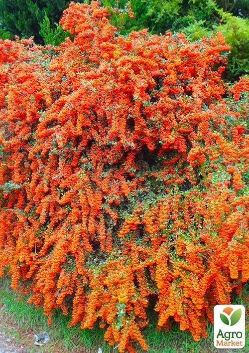 Пираканта узколистная "Orange Glow" - фото 4