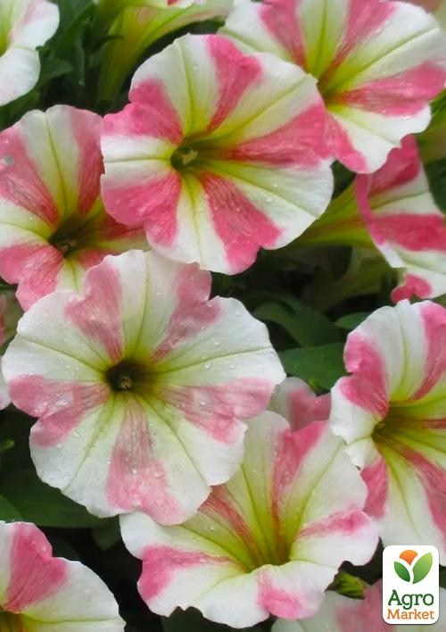 Петуния Peppy "Sunset" (контейнер №10, высота 10-15см) - фото 2