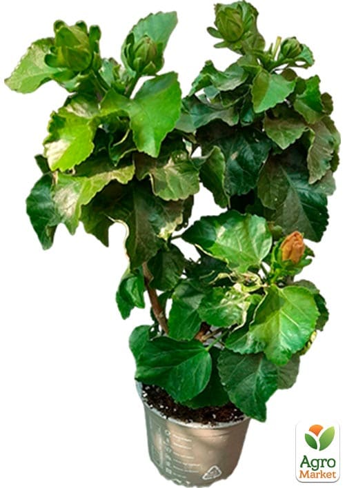 Гібіскус кімнатний "Boreas Yellow" - фото 5