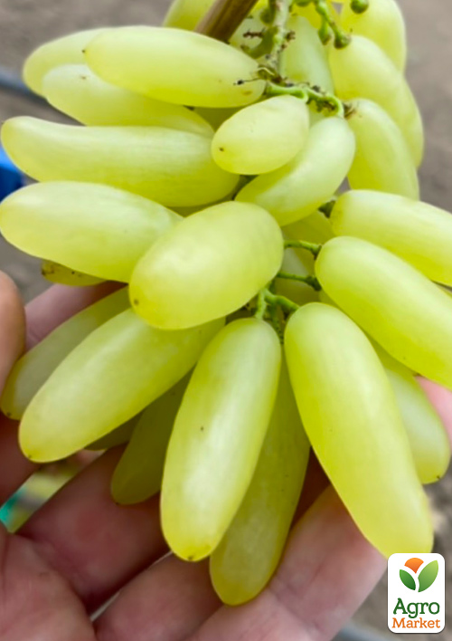 Виноград "Козерог" (крупная, сочная, сладкая, хрустящая ягода серповидной формы)