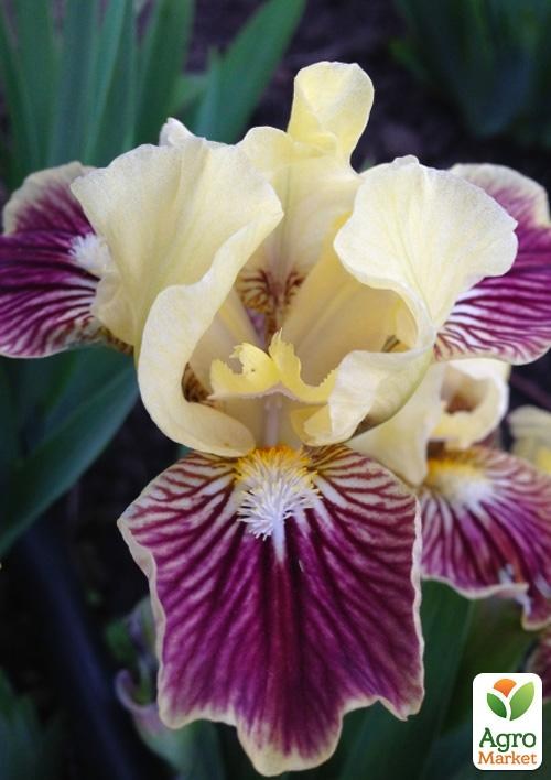 Ирис карликовый "Sass With Class" 