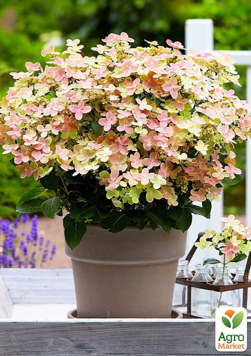 Гортензія 3-х річна волотиста "Polestar" - фото 4