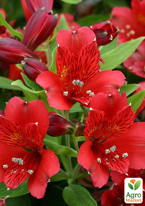 Альстромерія inticancha "Red" (вирощено in-vitro) С1,5 - фото 6