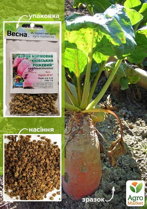 Свекла кормовая "Киевская Розовая" (Зипер) ТМ "Весна" 10г