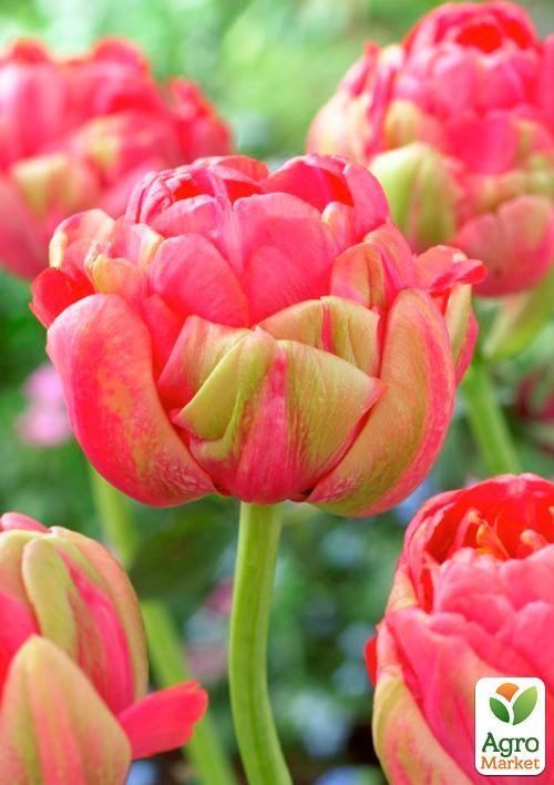 Тюльпан "Renown Unique" (розмір 11/12, великий) 3шт в упаковці